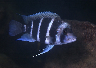 Cyphotilapia gibberosa 'Cape Nangu'